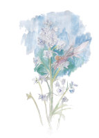 Открытка KaiArt: фейри и синюха лазоревая (fairy and polemonium caeruleum)